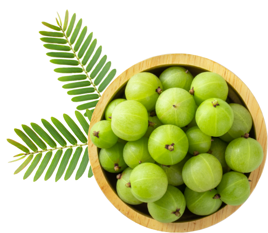Amla-PNG-Isolated-File